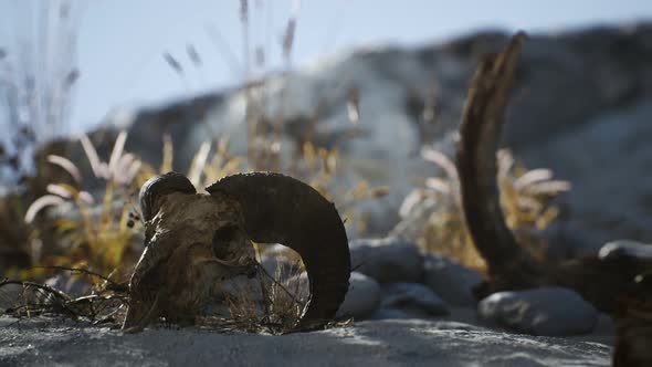 Skull of a Dead Ram in the Desert