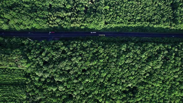 Car Driving Down an Asphalt Road Crossing the Vast Forest