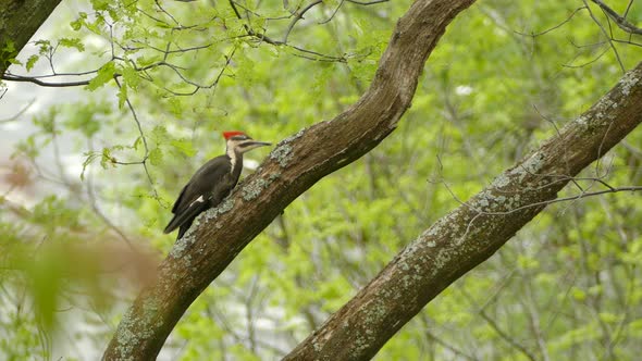 Pileated woodpecker climbing on tree branches in forest looking for bugs to eat