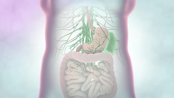 Organ of the liver located below the diaphragm and above the stomach, right kidney and intestines