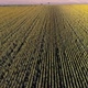 Aerial Drone View of Sunflowers Field - VideoHive Item for Sale