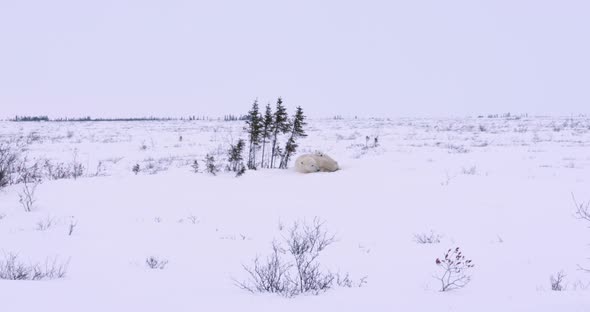 Extreme wide shot of a Polar sow and her cubs sleeping in a snowy field.