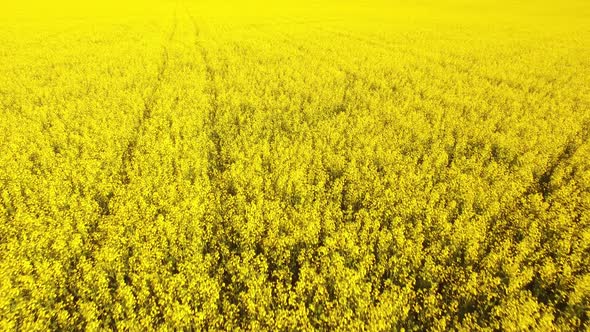 A Field of Blooming Anise