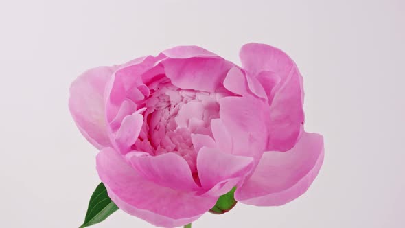 Beautiful Pink Blooming Peony Flower Open on White Background