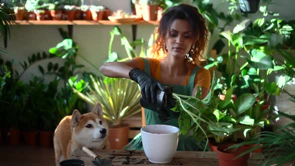 Woman Gardener Takes Care and Cultivates Houseplant at House Room with Dog Spbd