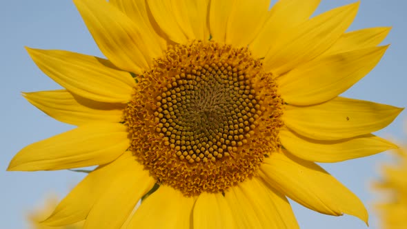 Close-up of Helianthus plant before sunset  3840X2160 UltraHD footage - Sunflower natural background