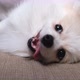 4k uhd cute relax white hair pomeranian dog look at camera smile with tongue out - VideoHive Item for Sale