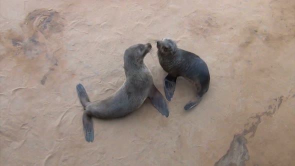 baby of Brown fur seal - sea lions, Namibia, Africa wildlife