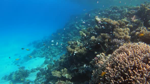 Many Fish Swim Among Corals in the Red Sea Egypt