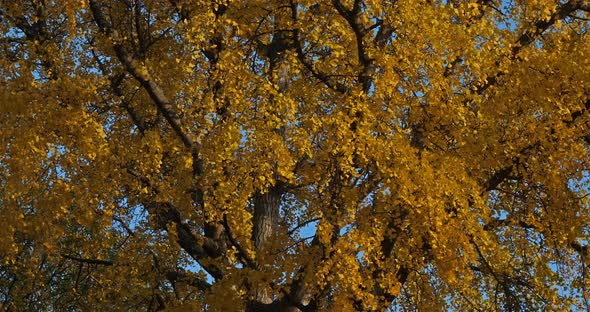 Ginkgo biloba during the autumn season.