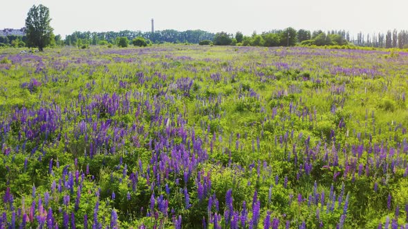 Flight Over Purple Lupine in Bloom at the Sunrise Landscape. Alley of Trees on the Background