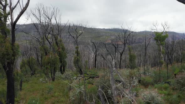 Drone aerial footage of a large forest recovering from severe bushfire in Australia