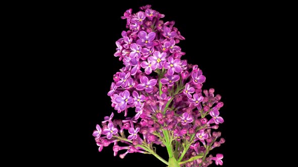 Beautiful Time Lapse of Opening Violet Flower of Lilac on a Black Background