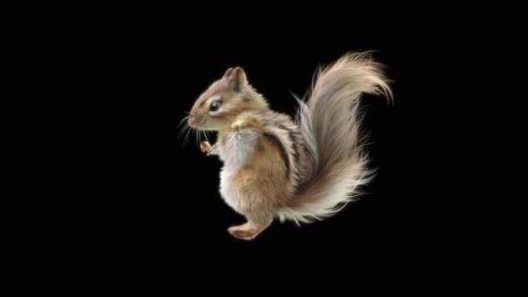 76 Chipmunk Dancing HD