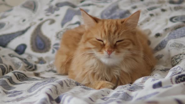 Lazy Ginger Cat Sleeps in Bed. Cute Fluffy Pet Stares Sleepily. Domestic Animal Has a Nap on Bed.