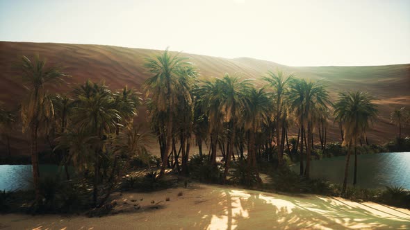 Palm Trees Inside the Dunes