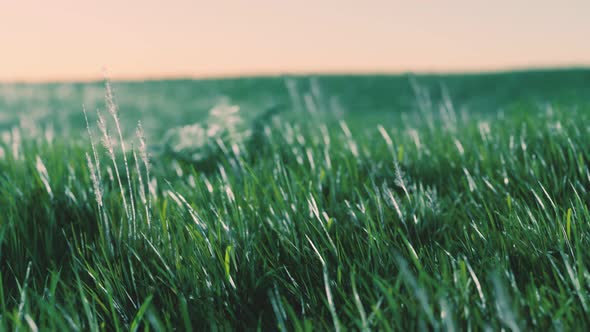 Green Fresh Grass As a Nice Background