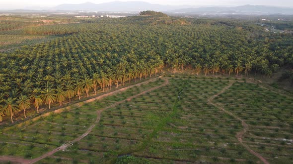 Aerial view young and mature oil palm plantation