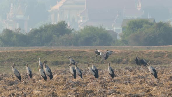 Big group of Asian openbill storks standing at the farmland