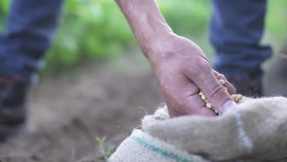 Farmer Hands Planting for Planting Seeds in the Garden