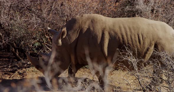 Animals 012 - Rhino