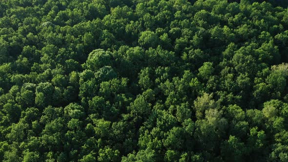 Aerial View Tops Of Forest Trees