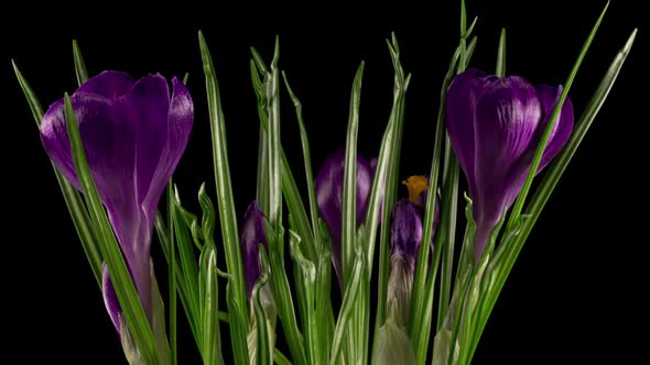 Beautiful Timelapse of Blue Crocus Flower Blooming