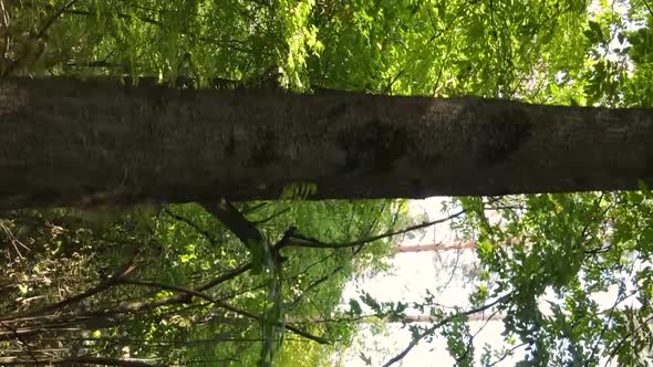 Vertical Video of an Autumn Forest During the Day in Ukraine