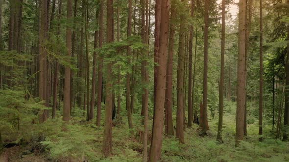 Moving Sideways Through Tranquil Forest At Sunset