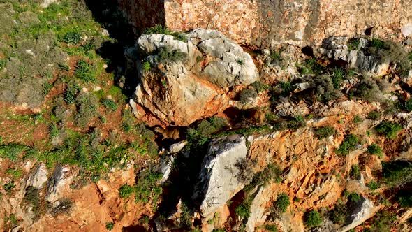 Goats walk along the mountain slope aerial view 4 K Alanya Turkey