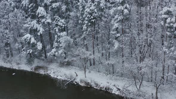 Ice-Free River And Pine Tree Forest Covered By Heavy SnowFall