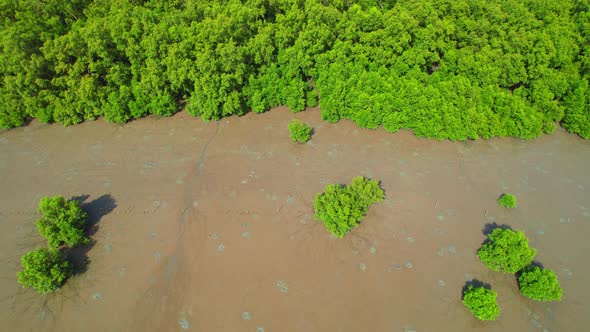 Aerial top view over the mangrove forests along the coast at low tide