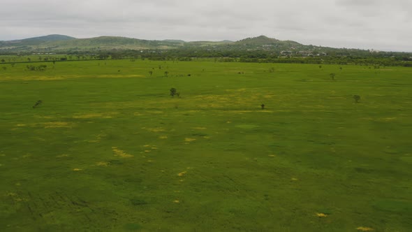 A Lush Grass Field for Grazing Cattle and Horses