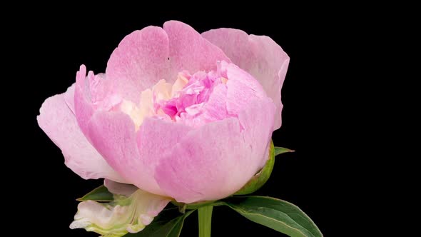 Time Lapse of Blooming Pink Peony