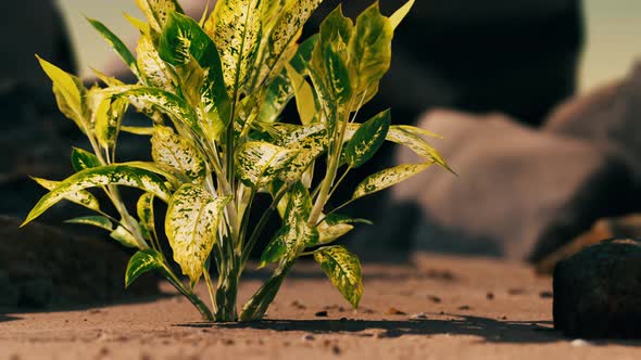 Green Plant at Sand Beach