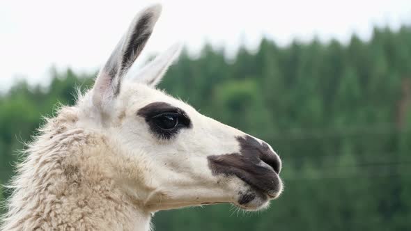 Close Up of Alpaca Head Looking Away