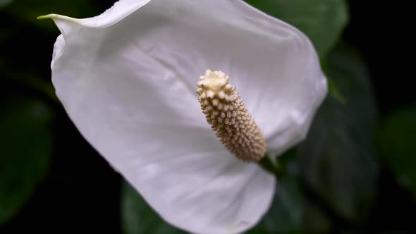 White Flower Anthurium