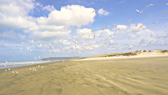 Bird Flock of Seagulls over Ocean Beach