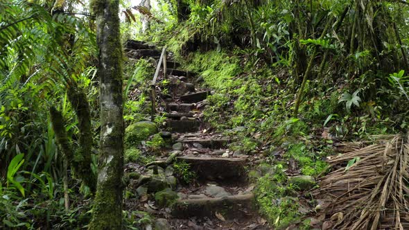 Going up the steps of a small hill in a hiking trail of a tropical forest 