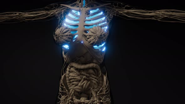 Human Lungs Radiology Exam alt