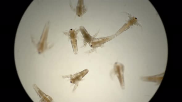 Movement Larvae, Nauplii Artemia Salina