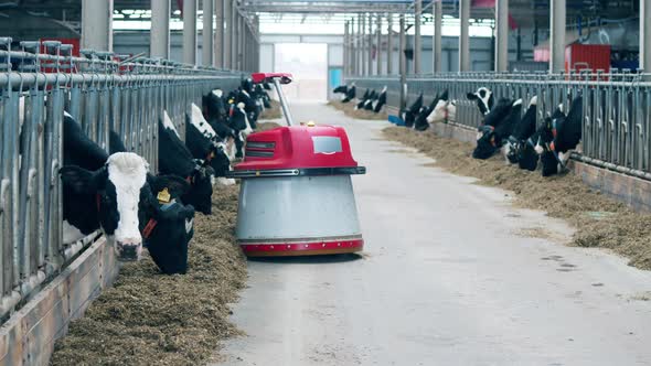 Automated Feed Pusher is Moving Through the Cowhouse
