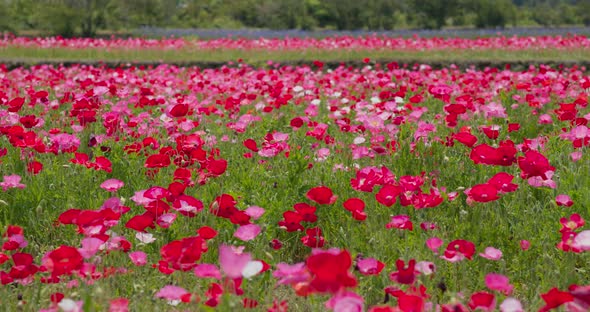 Pink Poppy Flower Field Garden