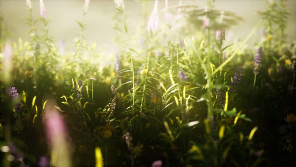 Wild Flowers in the Field