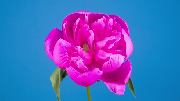 Pink Peony Flower Blooming