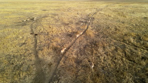 Wild Saiga Antelope Running. Herd of Antelope Running on Steppes To River.  Hdr Slow Motion