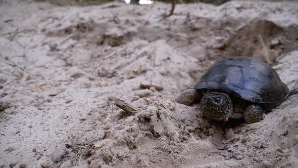 River Turtle Crawling on Sand To Water Near Riverbank. Slow Motion