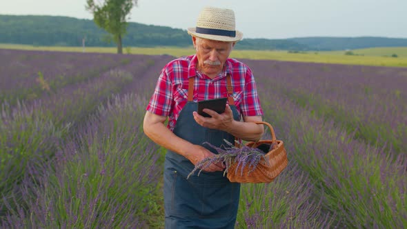 Senior Farmer Grandfather in Field Growing Lavender Holding Digital Tablet and Examining Harvest