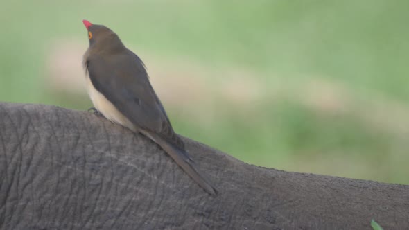 Close up from  a Yellow-billed oxpecker on a rhino