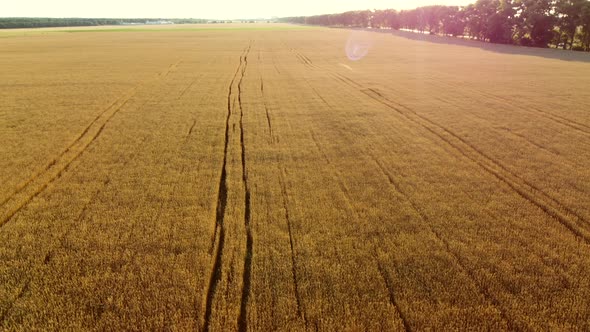 Flying Over Field of Yellow Ripe Wheat Dawn Sunset